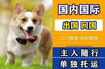 贵州省宠物托运公司贵州省宠物托运公司贵州省宠物托运公司